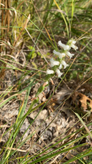 Spiranthes magnicamporum