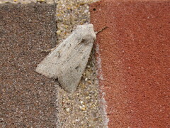 Agrotis vetusta