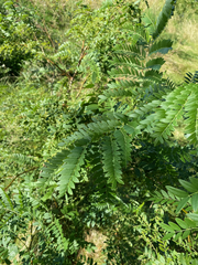 Gleditsia triacanthos