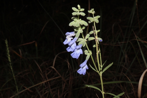 Salvia azurea