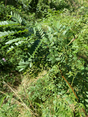 Gleditsia triacanthos