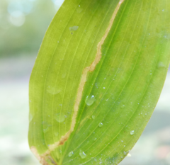 Brachycera