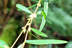 Pimelea axiflora axiflora