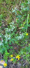 Pycnanthemum muticum