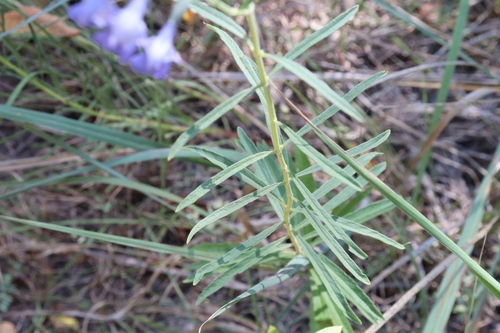 Salvia azurea