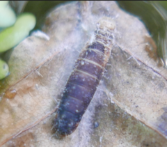 Ichneumonoidea
