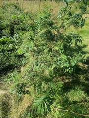 Gleditsia triacanthos