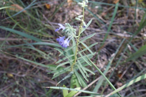 Salvia azurea