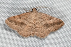 Digrammia subminiata