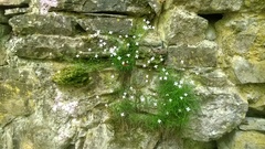 Moehringia muscosa