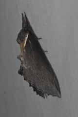 Pheosidea elegans