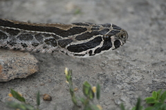 Crotalus polystictus