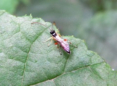 Itoplectis alternans