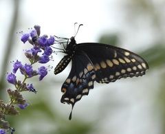 Papilio polyxenes rudkini