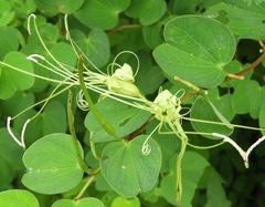 Bauhinia pauletia