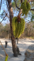 Terminalia corrugata