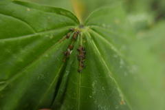 Periphyllus obscurus