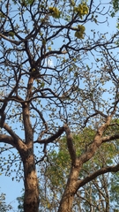 Terminalia corrugata