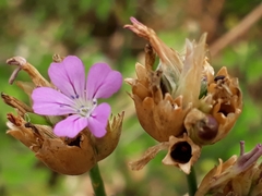 Petrorhagia nanteuilii