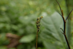 Impatientinum asiaticum
