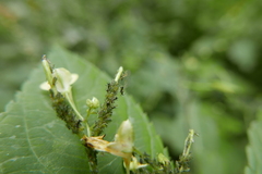 Impatientinum asiaticum