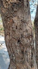 Terminalia corrugata