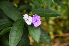 Brunfelsia