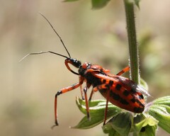 Rhynocoris rubricus