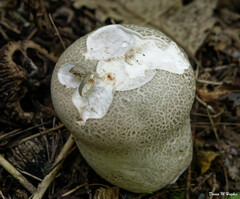 Lycoperdon excipuliforme