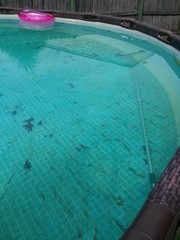 Liquidambar styraciflua