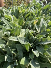 Stachys byzantina