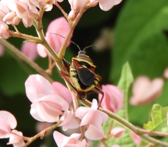 Apiomerus flaviventris