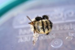 Bombus fervidus