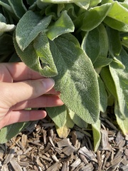 Stachys byzantina