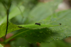 Muscoidea