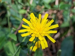 Hieracium lachenalii