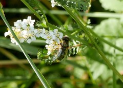 Eristalinus