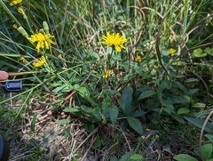 Hieracium lachenalii