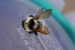 Bombus fervidus