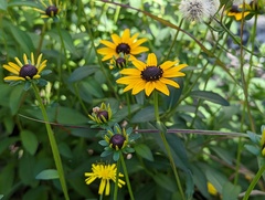 Rudbeckia fulgida