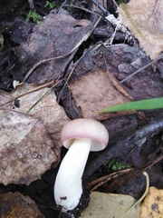 Russula fragilis