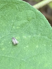 Corythucha marmorata