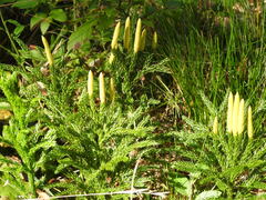 Dendrolycopodium hickeyi