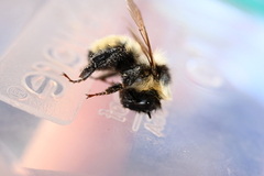 Bombus fervidus