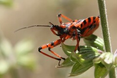 Rhynocoris rubricus