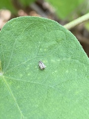 Corythucha marmorata