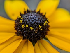 Rudbeckia fulgida