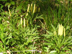 Dendrolycopodium hickeyi