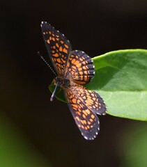 Texola elada