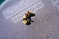 Bombus fervidus
